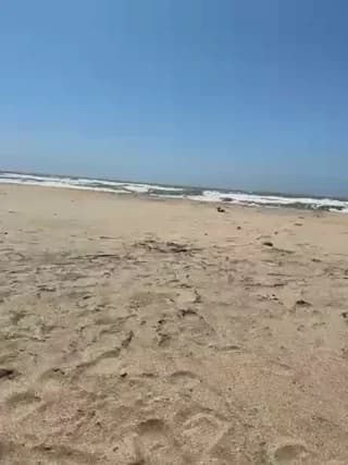 Palmer__ - stripchat